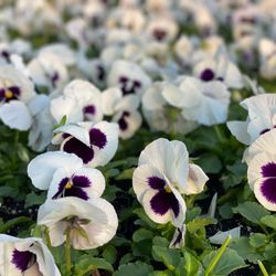 MJ Farm & Nursery