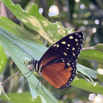 Butterfly Wonderland - Botanical Gardens Near Me - Scottsdale, Arizona