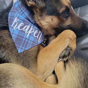 Tails Up, Pup - Pet Stores Near Me - Marietta, Georgia Tails Up, Pup - Pet Stores Near Me - Marietta, Georgia