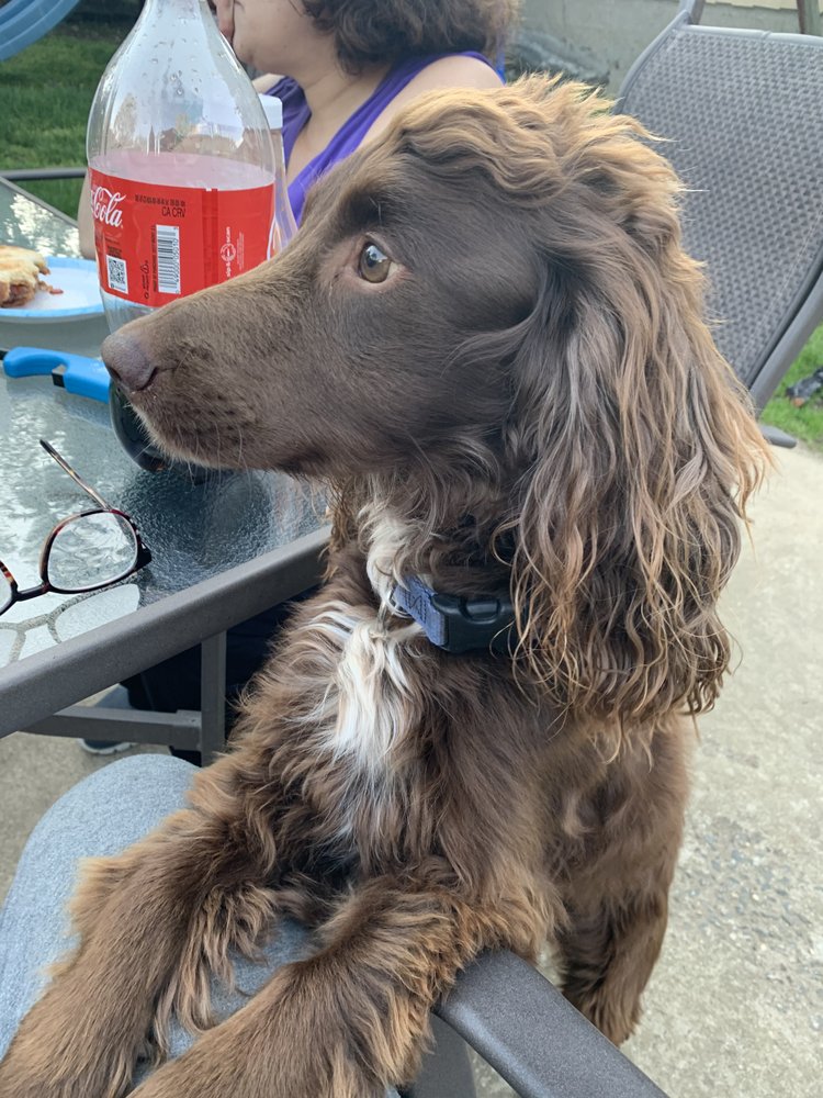 FOUR PAWS DOG GROOMING Updated May 2024 26 Photos & 15 Reviews