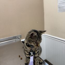 Pacific Veterinary Hospital - Maddi at the vet