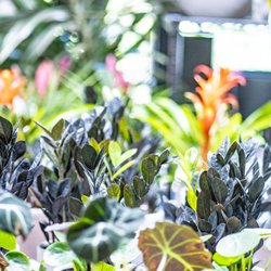 SummerWinds Nursery - West Bell - A variety of houseplants.