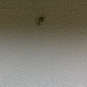 Ocean Breeze Beach Vacations - GIANT bug smashed on ceiling above TV - Property Management Near Me - Little River, South Carolina Ocean Breeze Beach Vacations - GIANT bug smashed on ceiling above TV - Property Management Near Me - Little River, South Carolina