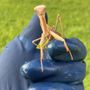 Photo of Catalyst Pest Management Services