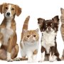 Photo of Polly & Pals