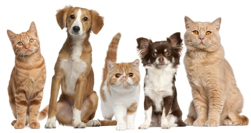 Polly & Pals - pet boarding facility in Virginia Beach, VA