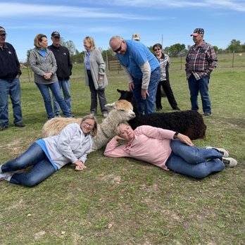 Zena Suri Alpacas - Hanging out with alpacas is relaxing. - Knitting Supplies Near Me - Jay, Oklahoma Zena Suri Alpacas - Hanging out with alpacas is relaxing. - Knitting Supplies Near Me - Jay, Oklahoma