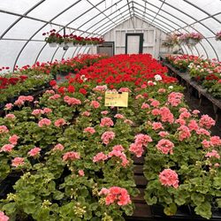 Leo's Greenhouse