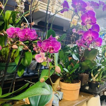 Blooming in America - Inside - Florists Near Me - Pompano Beach, Florida