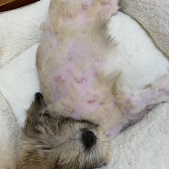 Deborah Sollohub Furry Friends - Showing all of the skin wounds and infections - Pet Adoption Near Me - Poway, California