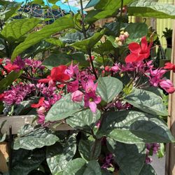 Joshua's Native Plants & Garden Antiques - Bleeding Heart plant
