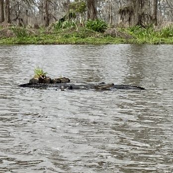 Louisiana Tour - Alligator spotting - Tours Near Me - Marrero, Louisiana Louisiana Tour - Alligator spotting - Tours Near Me - Marrero, Louisiana
