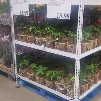 Costco Wholesale - Plants - Tires Near Me - Norfolk, Virginia Costco Wholesale - Plants - Tires Near Me - Norfolk, Virginia