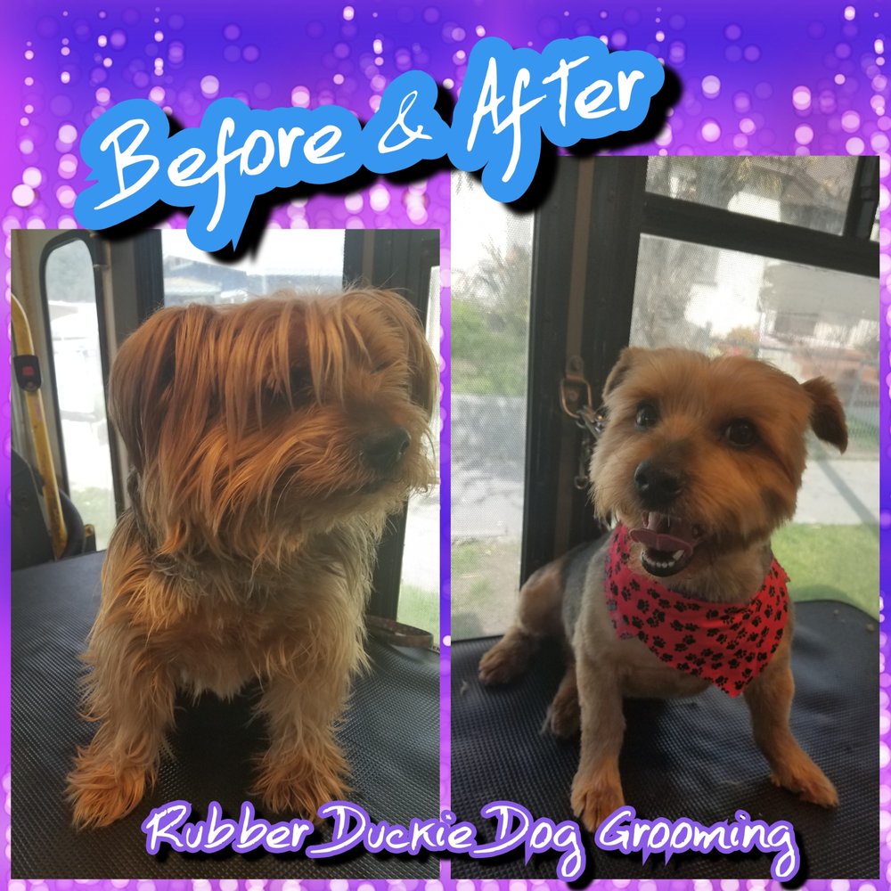 RUBBER DUCKIE DOG GROOMING 23 Photos & 19 Reviews Pet Groomers