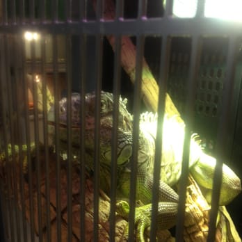 Custom Creatures - This place is so cool and I love the owners they have so much information and are truly nice people, bout to pick up my tortoise - Reptile Shops Near Me - Phoenix, Arizona