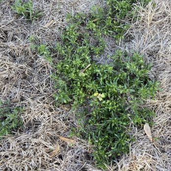 Munie Greencare Professionals - Yard after multiple treatments April 2021 - Irrigation Near Me - Caseyville, Illinois