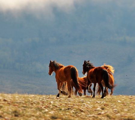 Deerwood Ranch Wild Horse EcoSanctuary by null