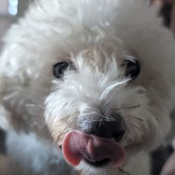 MVP Pet Care - Before