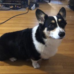 Super clean floof ball. So sleek and shiny now. Smells good too Super clean floof ball. So sleek and shiny now. Smells good too
