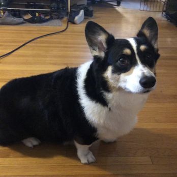Spokane Dog Grooming - Super clean floof ball. So sleek and shiny now. Smells good too - Pet Groomers Near Me - Spokane, Washington Spokane Dog Grooming - Super clean floof ball. So sleek and shiny now. Smells good too - Pet Groomers Near Me - Spokane, Washington