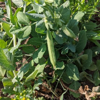 Chase Farms - Peas - Farmers Market Near Me - Fairport, New York