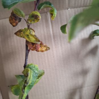 Gardening Express - Gardeners Near Me - Chelmsford, ESS Gardening Express - Gardeners Near Me - Chelmsford, ESS