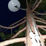 Photo of Arbor Ops Tree Service