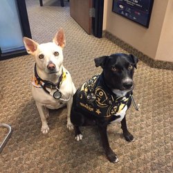 Scottsdale Sports Medicine Institute - Lexxi and Max help out at SSMI.