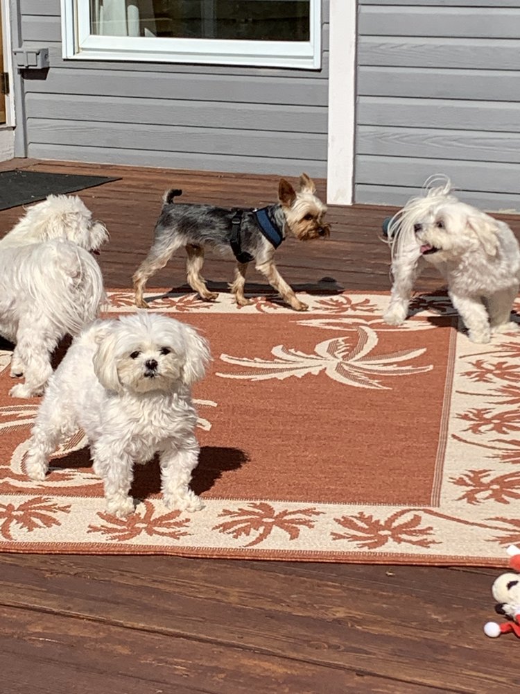 ROXIE’S LUXURY DOG BOARDING Updated September 2024 35 Photos Winterset, Iowa Pet