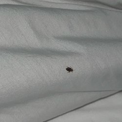 Motel 6 Seattle Airport - Bed bugs!!!