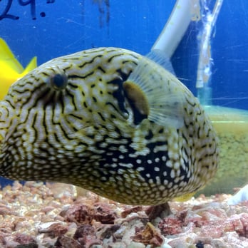 Tropical Showcase - Local Fish Stores Near Me - Hicksville, New York Tropical Showcase - Local Fish Stores Near Me - Hicksville, New York