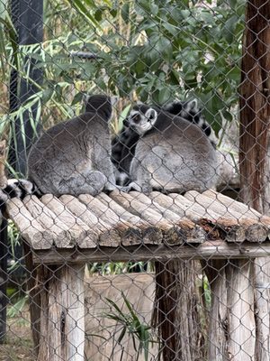 Reid Park Zoo by null