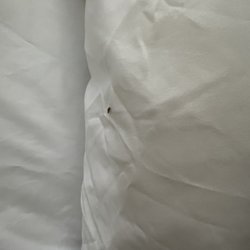 Comfort Inn Downtown - University Area - Bed bug