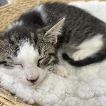 Meow Parlour - Animal Shelters Near Me - New York, New York Meow Parlour - Animal Shelters Near Me - New York, New York