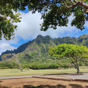 Hawaii Turtle Tours - Tours Near Me - Honolulu, Hawaii