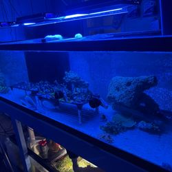 Aquarium Xpress