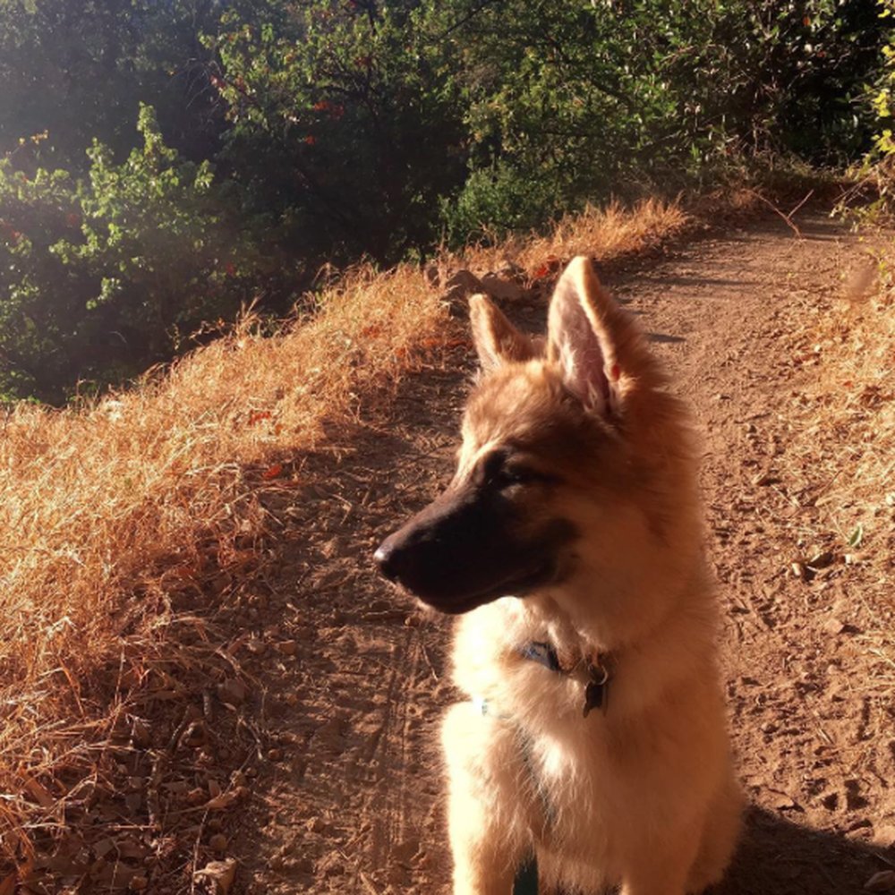 Santa Anita Canyon - Much majestic. Wow. Such regal. - Hiking Near Me Santa Anita Canyon - Much majestic. Wow. Such regal. - Hiking Near Me