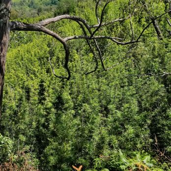 Aiea Loop Trail - It's a far way down - Hiking Near Me - Aiea, Hawaii