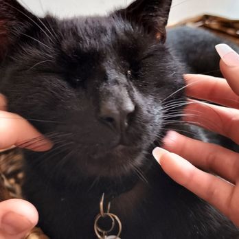Pounce Cat Cafe - Themed Cafes Near Me - Savannah, Georgia