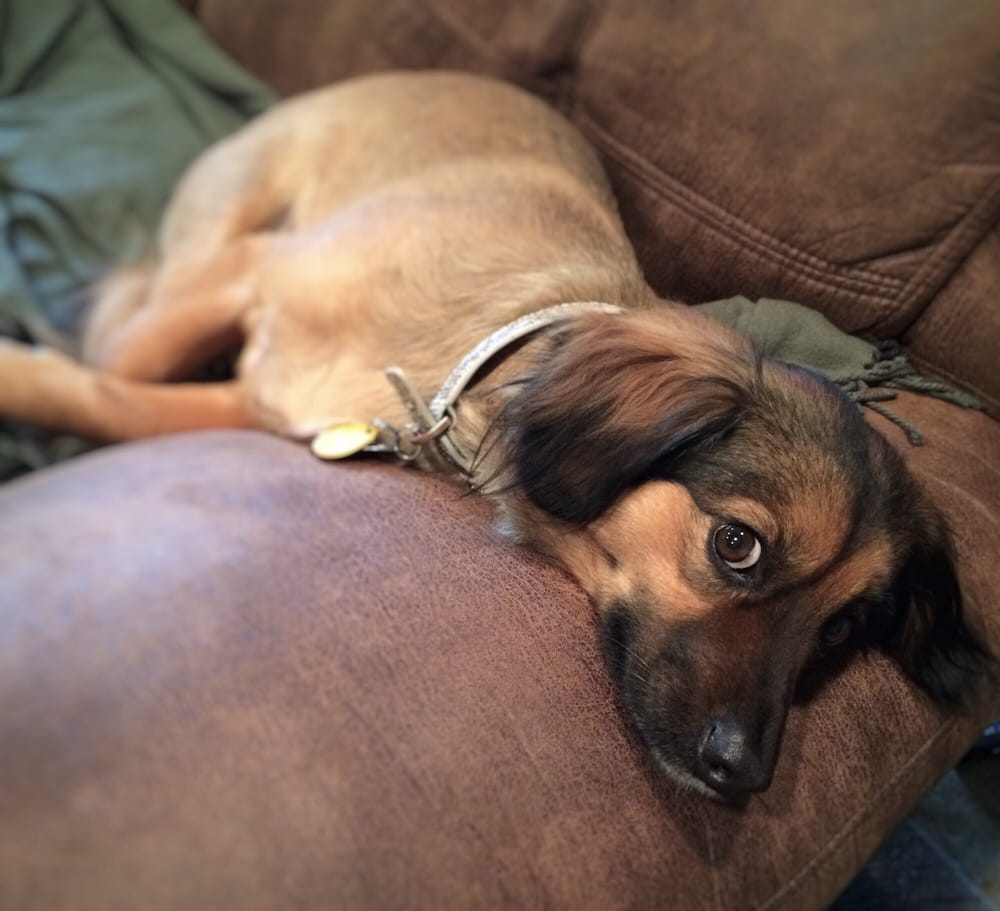 WESTSIDE PETS Updated October 2024 46 Photos & 23 Reviews San