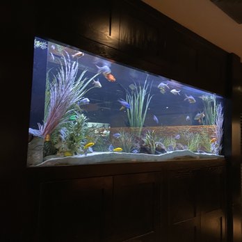 Cheddar's Scratch Kitchen - Fish tank, cool atmosphere - Comfort Food Near Me - Tucson, Arizona