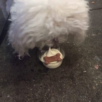 Page's - The puppy enjoying his dog cup :) - Ice Cream & Frozen Yogurt Near Me - Pittsburgh, Pennsylvania Page's - The puppy enjoying his dog cup :) - Ice Cream & Frozen Yogurt Near Me - Pittsburgh, Pennsylvania