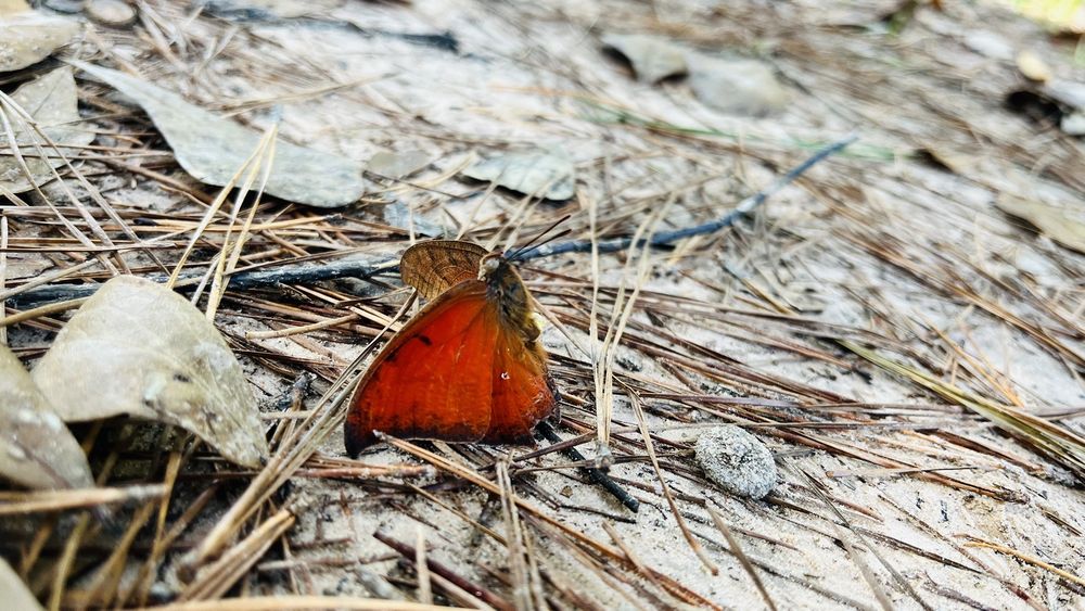 Little Cypress Creek Preserve Image