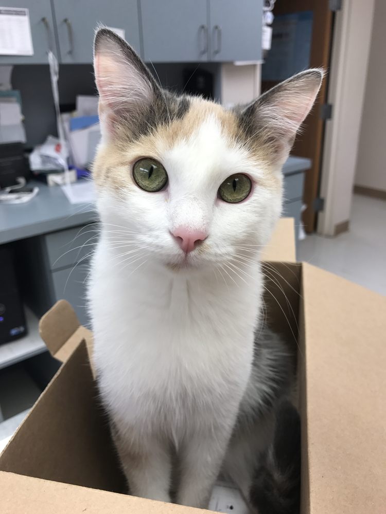 EASTMOOR ANIMAL CLINIC Updated August 2024 12 Reviews 400 SE 4th