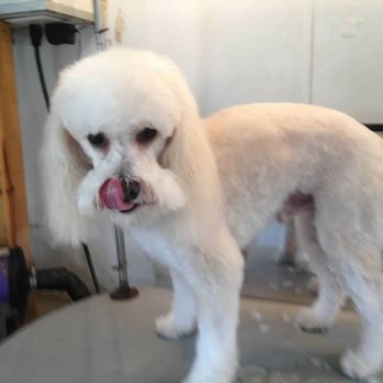 Sudsy Pups Mobile Grooming - Pet Groomers Near Me - St. Augustine, Florida Sudsy Pups Mobile Grooming - Pet Groomers Near Me - St. Augustine, Florida