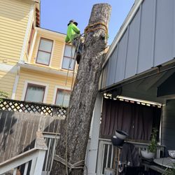 Unlimitedscape - Tree removal