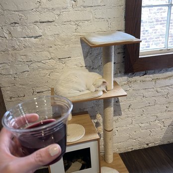 Pounce Cat Cafe - Pet Adoption Near Me - Charleston, South Carolina