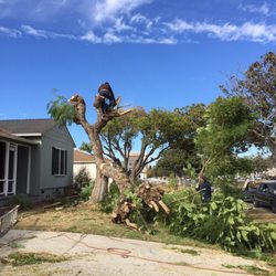 Uriel Baneulos Tree Services