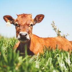 RAW FARM