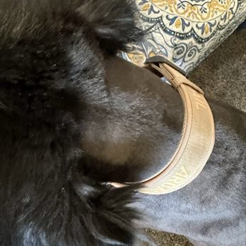 Best Friends Grooming - Cut right up to his head and left it. - Pet Sitting Near Me - Rio Rancho, New Mexico Best Friends Grooming - Cut right up to his head and left it. - Pet Sitting Near Me - Rio Rancho, New Mexico